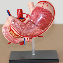 4D human Stomach Dissection model Human organ 13X10X11CM free shipping 2024 - buy cheap