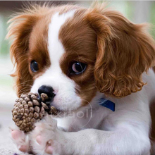 Daipor cães bordados, kit de pintura de diamante mosaico de diamantes padrão king charles spaniel e pinheiro 2024 - compre barato