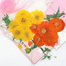 120pcs Dried Pressed Flower Cosmos sulphureus Cav. For Epoxy Resin Pendant Necklace Jewelry Making Craft DIY Accessories 2024 - buy cheap