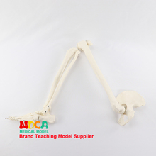 Модель суставов ног и ног с фибулой голени и бедра, медицинская модель скелета человека, обучающая MJG006 2024 - купить недорого