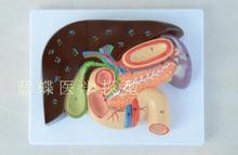 Hepato-biliary, duodenum, stomach structure model, digestive medicine, pancreas, duodenum model 2024 - buy cheap