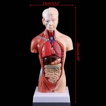 Medical props model Human Torso Body Model Anatomy Anatomical Medical Internal Organs For Teaching 2024 - buy cheap