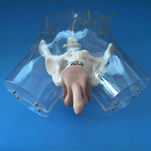 Мужская прозрачная искусственная кожа, тренировочная модель уретры с катетеризацией 2024 - купить недорого