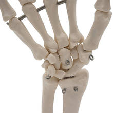 Профессиональная ручная анатомическая медицинская модель скелета Анатомия здоровья 2024 - купить недорого
