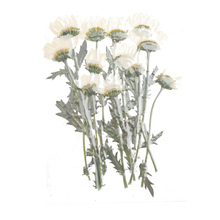 Flor prensada Natural de 12 tallos para fabricación de tarjetas y artesanía Floral, decoración DIY 2024 - compra barato