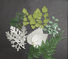 100 pcs secas pressionado folha folhas plantas herbário para jóias postcard photo frame tomada caso de telefone diy 2024 - compre barato