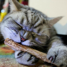 5 шт. Cat чистки зубов натуральный Котенок Pet кошек молярная зубная паста Stick плоды актинидии Silvervine Cat закуски палочки 2024 - купить недорого