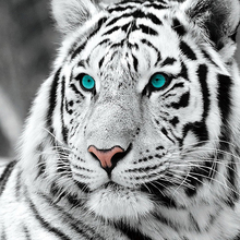 5D DIY Diamond Painting Cross Stitch White tiger Diamond Embroidery Full Square & Round Drill Mosaic Decoration Animals GH355 2024 - buy cheap