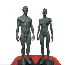 Escultura anatômica humana de caveira, modelo de osso do corpo para cabeça, homem e mulher, 30cm de altura 2024 - compre barato