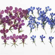 60pcs 1-3cm Pressed Dried Blue/Purple Lobelia Erinus Flower Plant Herbarium For Jewelry Postcard Invitation Card Phone Case DIY 2024 - buy cheap