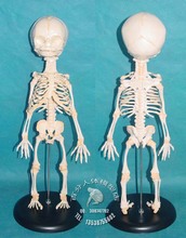 PVC baby skeleton mannequin human skeleton model sketch model of human fetal bone specimens model 2024 - buy cheap