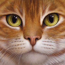 5D DIY Diamond painting Big-eyed cat Full square Diamond embroidery Cross Stitch Round Rhinestone Mosaic decor 2024 - buy cheap