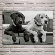 Animais labrador retriever cachorros patas corpo preto e branco, cartazes na parede, imagem, decoração para casa sala de estar ex582 2024 - compre barato