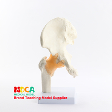 Modelo enseñanza de cadera funcional para mujer, modelo enseñanza medicina, enseñanza médica, MGJ004 2024 - compra barato