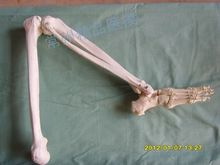 Обучающая модель для конечностей, натуральная модель скелета для нижних конечностей, кости, бедренной тяжести, ягодиц 2024 - купить недорого