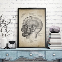 Cabeça anatomia médica arte da parede quadros em tela posters vintage cabeça humana ilustração pintura imagem da parede médico escritório decoração 2024 - compre barato