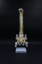 Modelo de esqueleto dorsal humano para entrenamiento de rehabilitación médica, 45cm, modelo de postura sentado, modelo de columna vertebral 2024 - compra barato