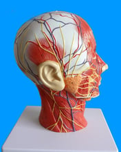 Human skull section with muscle neurovascular head sagittal cross-sectional micro-surgery model with blood vessels and nerves 2024 - buy cheap