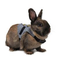 Multipurpose Rabbit Harness Small Pet Leash Chinchillas Guinea Pig Vest Clothes 2024 - buy cheap