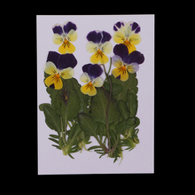 12pc Pressed Real Pansy Flowers Dried Flower Leaves For Phone Case Decor DIY 2024 - buy cheap