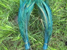 20 pcs /  lot of beautiful Lake blue peacock feathers 12-14 "/ 30-35cm, DIY weddings, reunions, family, earrings accessories. 2024 - buy cheap