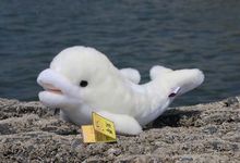 Marine animal cute dolphin plush toy about 40cm birthday gift w0988 2024 - buy cheap