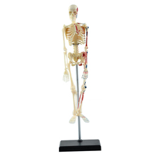 4D Human Bones Assembled Medical Use Educational Puzzle Toys Anatomical Anatomy Skeleton Model Medical Anatomy Model 20cm 2024 - buy cheap