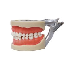 Free Shipping NEW Dental Soft Gum Practice Teeth Model for Students with Removable Teeth 2024 - buy cheap