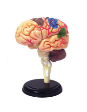 Modelo de estrutura cerebral modelo de anatomia humana modelo de cérebro modelo médico 2024 - compre barato