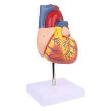 Modelo anatômico do coração humano desmontado, usado em anatomia, ferramenta de ensino de medicina com marcação numérica 2024 - compre barato