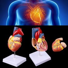 Disassembled Anatomical Heart Model Anatomy Medical Teaching Tool Medical Science Stationery for School 2024 - buy cheap