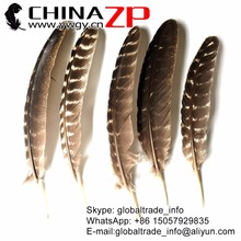 CHINAZP Factory Exporting 50pcs/lot Size from 20cm to 28cm Natural Wild Turkey Pointers Wing Quill Feathers 2024 - buy cheap