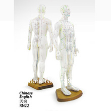 Бесплатная доставка Мужская акупунктурная модель человеческого тела 50 см 2024 - купить недорого