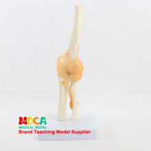 Modelo funcional de articulación de codo, ligamento de codo, modelo de hueso, medicina anatómica, enseñanza MGJ002 2024 - compra barato