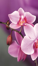 Quadrado cheio de diamante bordado rosa flores orquídea ponto cruz pintura diamante decoração natal casa presente 2024 - compre barato