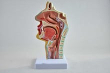 nasal cavity and throat Anatomic model broken off throat pathology ENT model 2024 - buy cheap