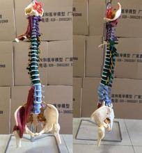 Modelo de esqueleto de coluna humana 85cm 1:1, modelo ortopédico adulto com espinhas de perna, pelve, músculos e nervos 2024 - compre barato