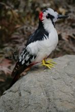 about 30cm Woodpecker toy lifelike bird model garden decoration gift t029 2024 - buy cheap