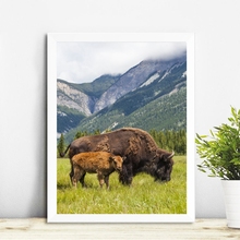 Póster de fotografía moderna de Bison americano, impresiones de animales de granja, Búfalo, madre y pantorrilla, pintura en lienzo, decoración artística de pared de granja 2024 - compra barato