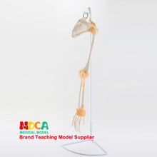 Modelo de esqueleto do membro superior, mão, tornozelo, articulação, massagem de quadril, ensino de medicina, msg006 2024 - compre barato