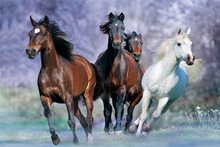 Running Horses Canvas Fabric Poster Home Decor Classic Fashion Custom Poster Print Wall Art Fabric U676766 2024 - buy cheap