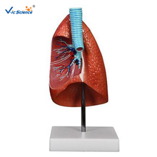 Advanced PVC Educational  Anatomical  Lung Model for Teaching Students 2024 - buy cheap