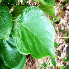 Free shipping To ensure the quality of extract of persimmon leaf extract special direct concentrated powder of flavonoids 200g 2024 - buy cheap