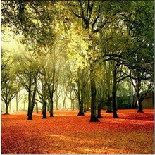 beibehang 3d large  wallpaper mural HD Deciduous forest sunlight scenic walking park chair backdrop custom silk photo wall paper 2024 - buy cheap