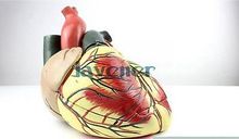Magnify Human Anatomical Ultrasound Heart Anatomy Viscera Medical Model 2024 - buy cheap