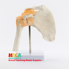 Функциональная модель плечевой кости, обучающая медицинская модель суставов, медицинская Учебная модель MGJ003 2024 - купить недорого