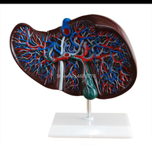 1.5Times Human Liver Simulation Model Medical Anatomy PVC Natural Life Size Porta Hepatic Gallbladder Bile Duct Structure Model 2024 - buy cheap