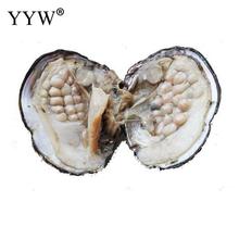 Pacote a vácuo de ostras, pérolas cultivadas em água doce, presente surpresa de ostra, 6-7mm, com cerca de 18 pérolas, 1 peça 2024 - compre barato