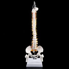 Columna Vertebral humana Flexible de 45cm, curva Lumbar Vertebral, modelo anatómico, columna Vertebral, herramienta de enseñanza médica 2024 - compra barato