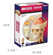 4d master puzzle montagem brinquedos/corpo 39 peças conjunto montado crânio cérebro neuroanatômico modelo frete grátis 2024 - compre barato